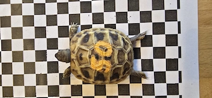 Griechische Landschildkröten aus 2025 Bild 2