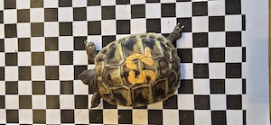 Griechische Landschildkröten aus 2025 Bild 4