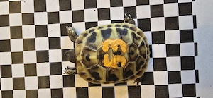 Griechische Landschildkröten aus 2025 Bild 7