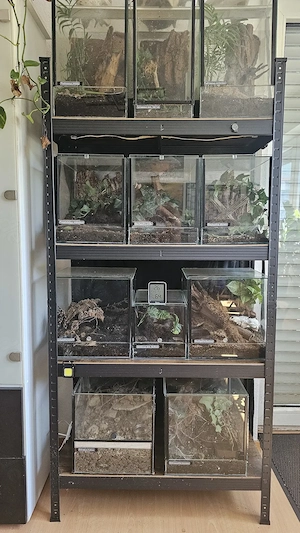 Komplette Vogelspinnensammlung abzugeben....der WEITESTE WEG lohnt sich !!!!