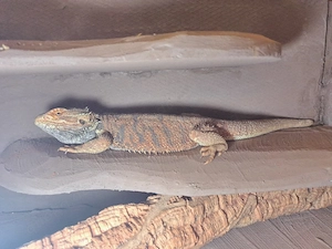 1.0 hypo red orange Bartagame 