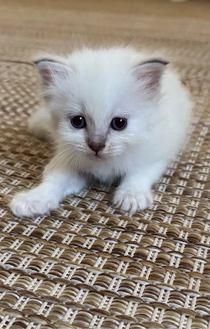 Heilige Birma Kitten 