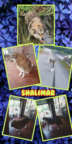 sensible, katzenverträgliche Hündin "Shalimar" sucht sehr dringend ein neues Zuhause