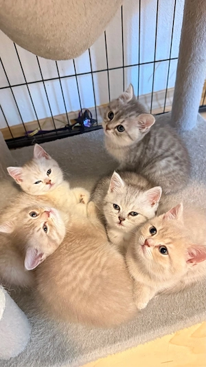 Wunderschöne BKH-Kitten ab Ende August   Anfang September abzugeben   