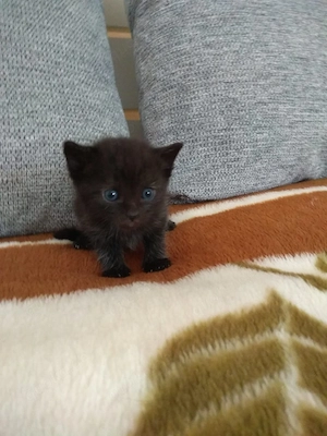 Katzen Baby Britischi