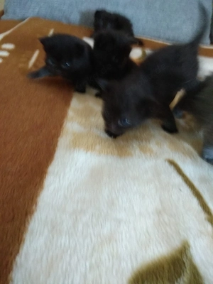 Katzen Baby Britischi