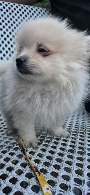 Pomeranian hund mänlich