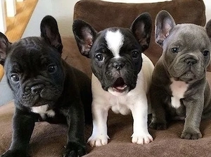 12 Wochen Premium Französische Bulldoggen Welpen mit Papieren 