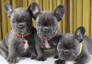 Französische Bulldoggen Welpen