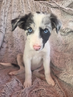 Reinrassige Border Collie Welpen 
