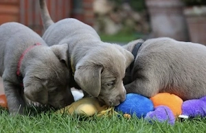 Silber Labrador Welpen 