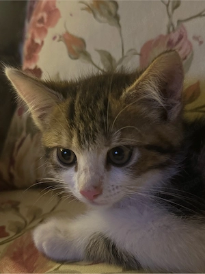 Babykatzen Wurf