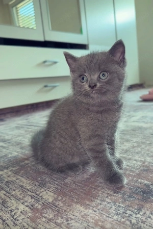 Bkh blue kitten weiblich 