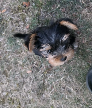 Yorkshire Terrier mini toy