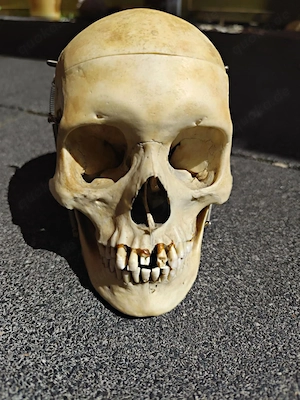 Echter Medizinischer Totenkopf 
