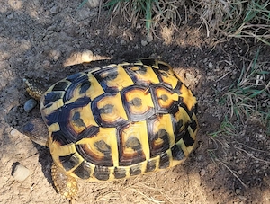 1.0 Testudo hermanni hermanni 