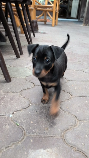  Zwergpinscher  Prager Rattler mix
