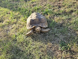 2 Spornschildkröten zu verkaufen