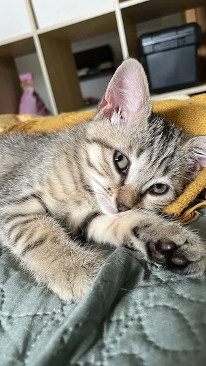 Süßes Katzenmädchen sucht ein liebevolles Zuhause