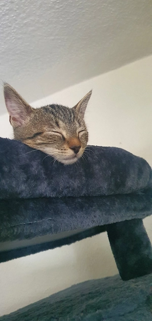 katze [ kitten ] sucht liebes Zuhause 