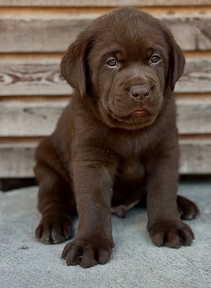 Labrador Retriever Welpen