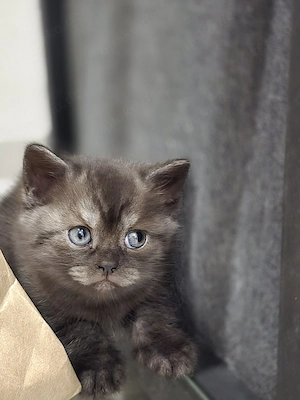 BKH Kitten 