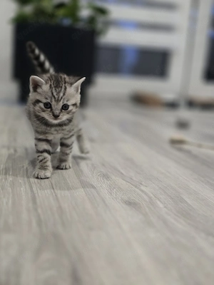 Britisch Kurzhaar Kitten 