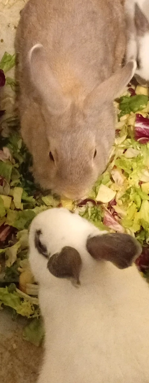Adi & Krümel suchen gemeinsam ein liebevolles Zuhause