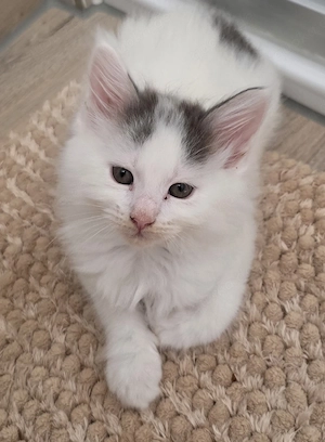 Maine Coon Kitten 