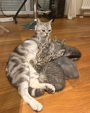 Katzen Babies BKH und Europäische Kurzhaar Mischlinge