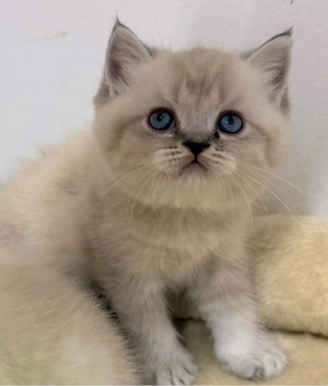 Bkh baby katzen