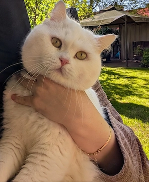 bkh Deckkater 