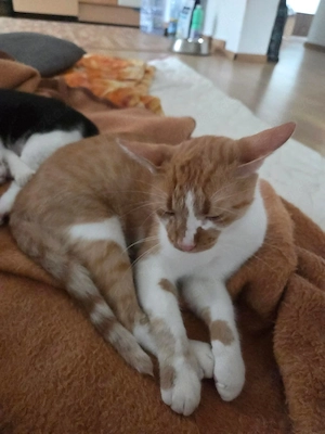 Kleiner Kater Diamond