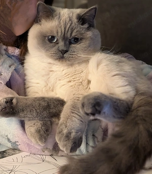 BKH Katze 