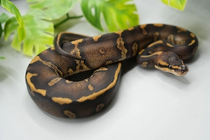 0.1 Superchocolate 100% het. Piebald Königspython