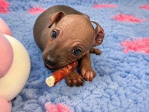 American Hairless Terrier Welpen 