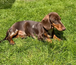 Dackel Welpe,  Merle-Schoko, 7 Monate sucht ein Liebesvolles zu Hause (Mira)