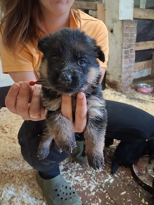 Reinrassige Schäferhundwelpen 