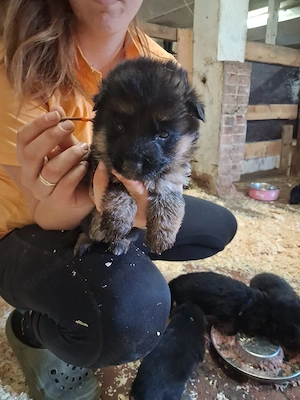 süße schäferhundewelpen 