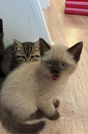 2 Katzenbabys (Siam und Ekh mix ) Bild 4