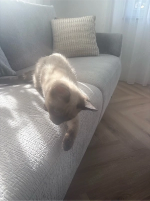 2 Katzenbabys (Siam und Ekh mix ) Bild 5