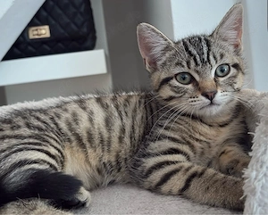 2 Katzenbabys (Siam und Ekh mix ) Bild 2