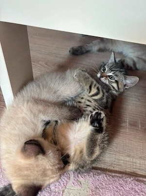 2 Katzenbabys (Siam und Ekh mix ) Bild 3