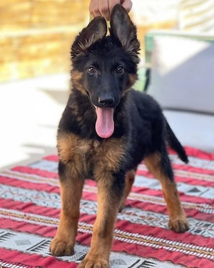 Schäferhundwelpen in neue Hände abzugeben