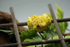 0.0.1 High Yellow Biak Baumpython 2026