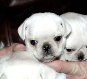 Zwei süße, weiße Welpen der Rasse Mops für 1000