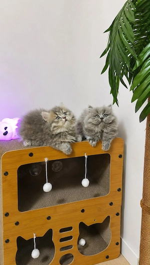  Wunderschöne Britisch Langhaar Mix Kitten suchen ein liebevolles Zuhause   
