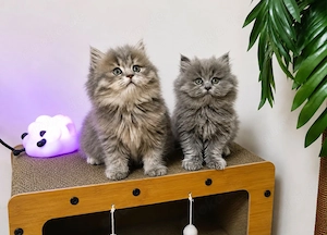 Wunderschöne Britisch Langhaar Mix Kitten suchen ein liebevolles Zuhause   