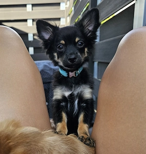 *Bandit* kleiner Labrador im Chihuahua-Pelz (vom Hundetrainer mit Zubehör und Ausbildung)