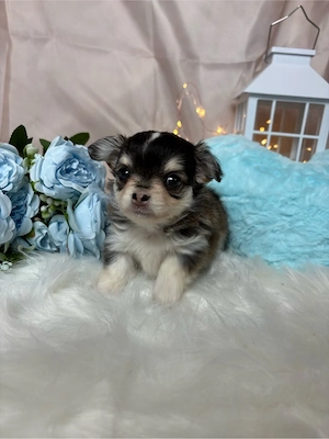 chihuahua welpen